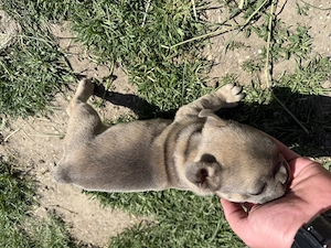 Bulldog francez blue eyes - imagine 5