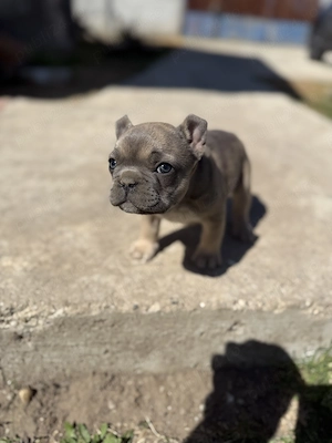 Bulldog francez blue eyes - imagine 4