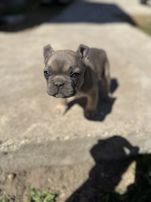 Bulldog francez blue eyes - imagine 3