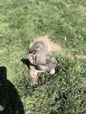 Bulldog francez blue eyes - imagine 2