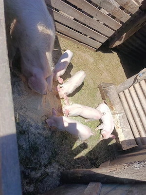 De vânzare scroafă cu  6 purcei 3 săptămâni purceii