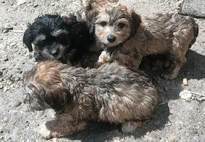 Căutăm căsuța nouă      2 băieți și o fetiță   Mai multe detalii în privat 