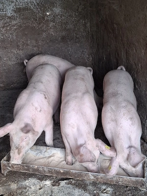 porci pentru sacrificat 