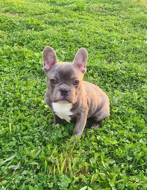 Bulldog Francez Blue Pedigree FCI - imagine 3
