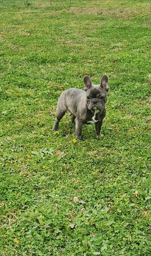 Bulldog Francez cu Pedigree FCI