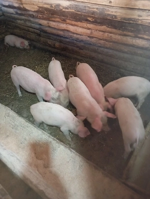 purcei de vânzare  - imagine 5