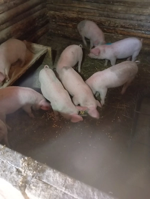 purcei de vânzare  - imagine 2