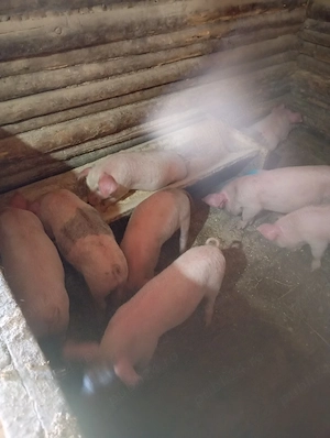 purcei de vânzare  - imagine 4