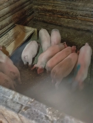 purcei de vânzare  - imagine 3