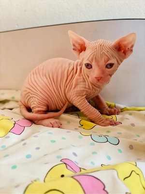 Pisicuțe Sphynx  - imagine 5