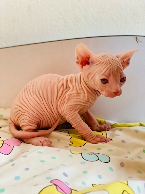 Motanei si pisicute disponibile in Bucuresti si imprejurimi - imagine 3