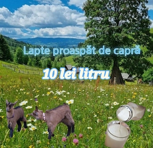 vand lapte proaspat de caprea 
