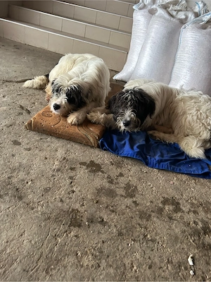 vand 2 caini  - imagine 2