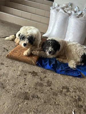 vand 2 caini  - imagine 3