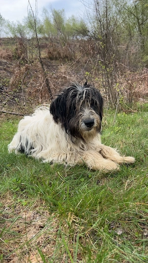 vand 2 caini  - imagine 5