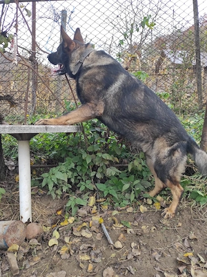 vanzare caine - imagine 5