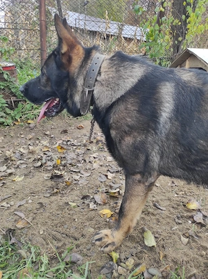 vanzare caine - imagine 2