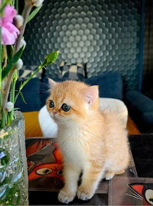 British short hair golden  - imagine 2