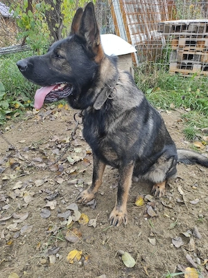 vanzare caine - imagine 4