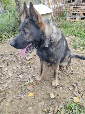 vanzare caine - imagine 3