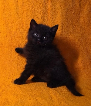 British short hair black  - imagine 2