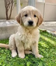 Domnișoară Golden Retriever 