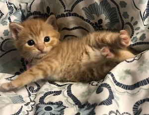 Siberiană de pădure 