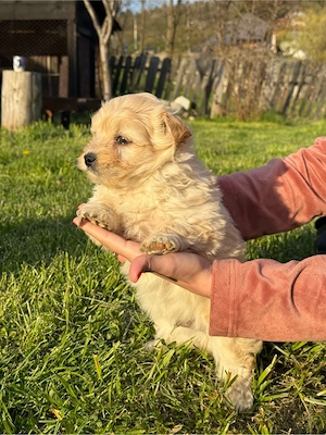 bichon maltez - imagine 4