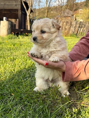 bichon maltez - imagine 5