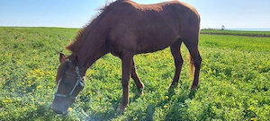 Iapa de vanzare - imagine 5