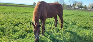 Iapa de vanzare - imagine 3