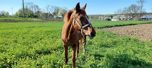 Iapa de vanzare - imagine 4