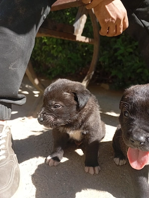 vând pui cane corso ,e băiat 2 luni, rasa pură!