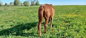 Iapa de vanzare - imagine 2