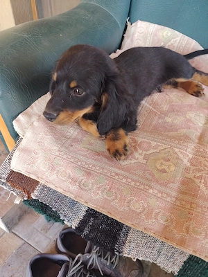 Teckel mascul.... - imagine 2