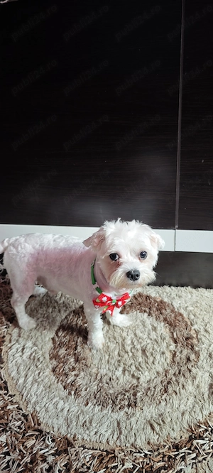 Bichon maltez minitoy  - imagine 2