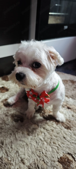 Bichon maltez minitoy  - imagine 3