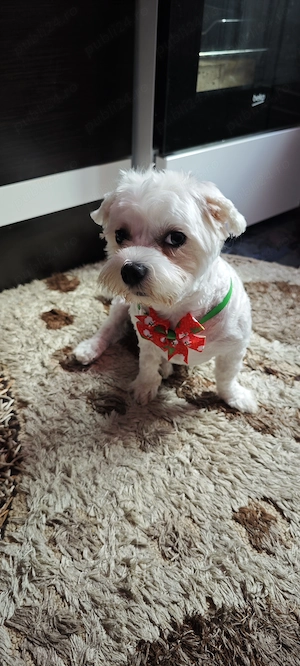 Bichon maltez minitoy  - imagine 4