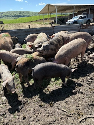  vînd porci de casă