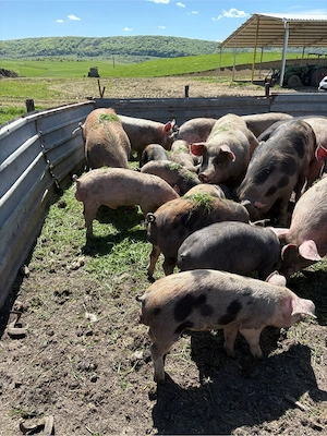  vînd porci de casă - imagine 2