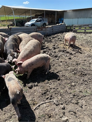  vînd porci de casă - imagine 5