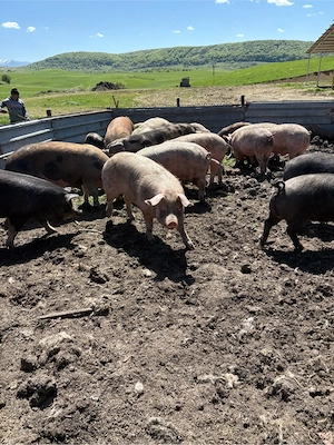  vînd porci de casă - imagine 4