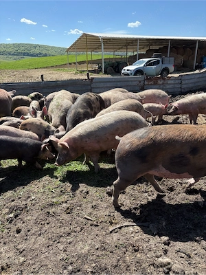  vînd porci de casă - imagine 3