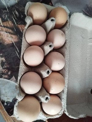 De vanzare brestea jud timis - imagine 2