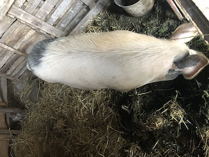 Vind șoldănuță  gestantă  - imagine 3