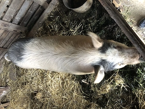 Vind șoldănuță  gestantă  - imagine 2