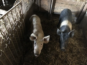 Vând șoldani (porci) - imagine 2