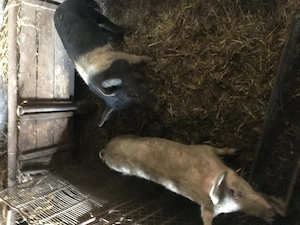 Vând șoldani (porci) - imagine 3