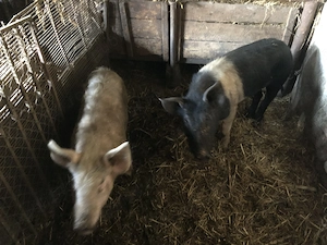 Vând șoldani (porci) - imagine 4