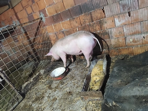 Scrofita 100 kg  - imagine 2